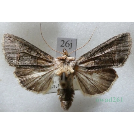 Abrostola triplasia (Linnaeus, 1758) Zgrzeblica trojaczka Czech26j